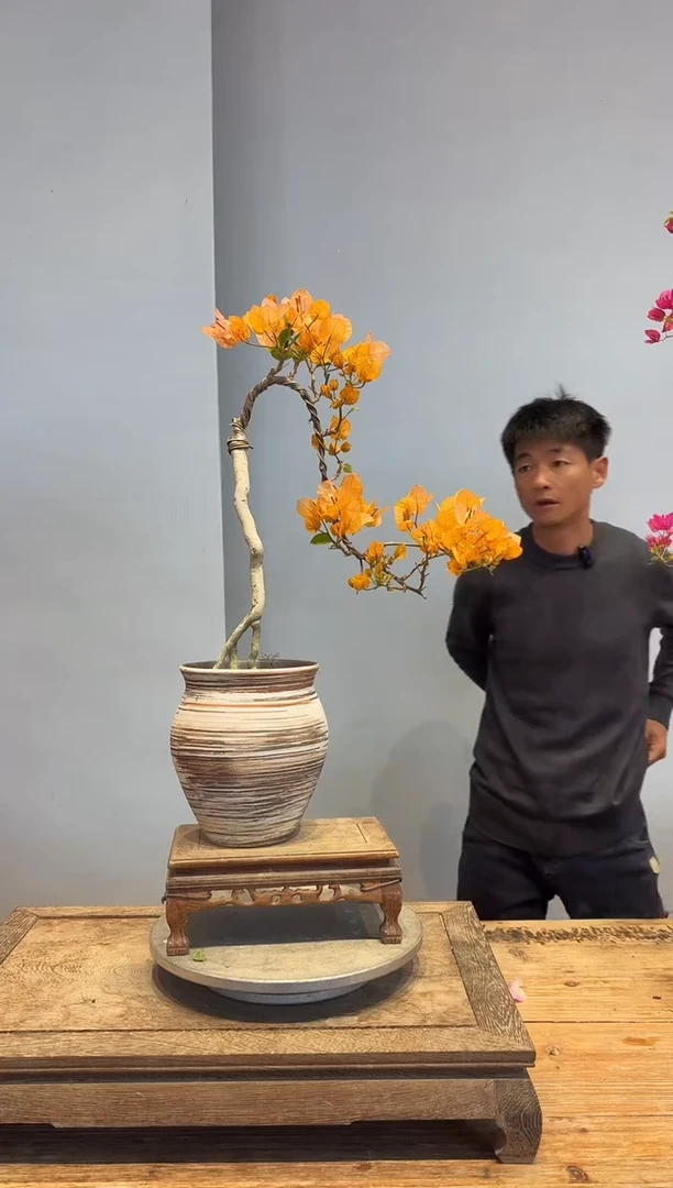 以实际为准三角梅5