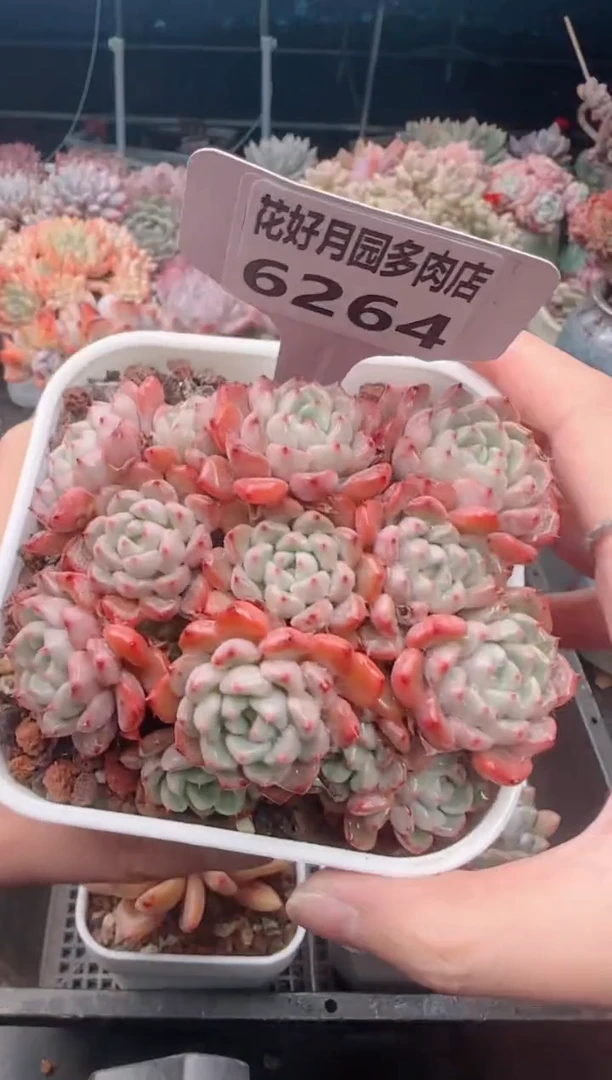 【闪购商品】6264.红袖娘