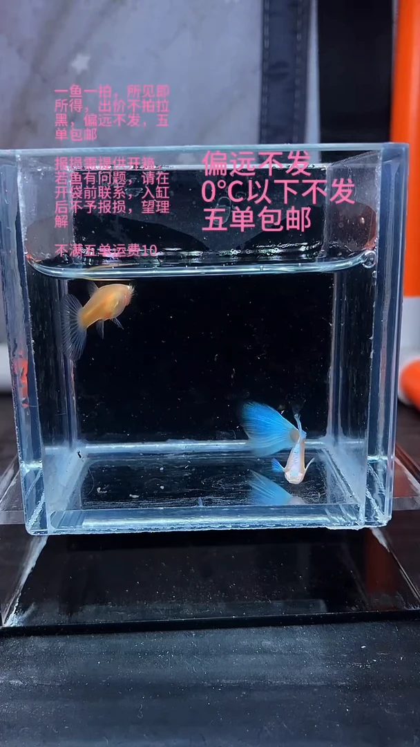 孔雀鱼孔雀鱼 01