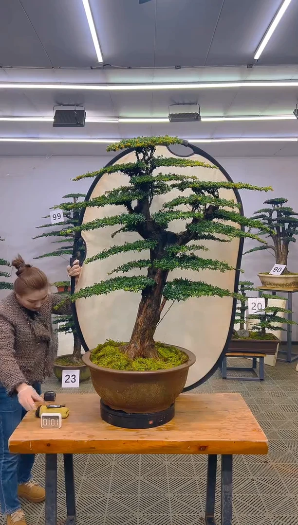 无花朵一物一拍一物一拍
