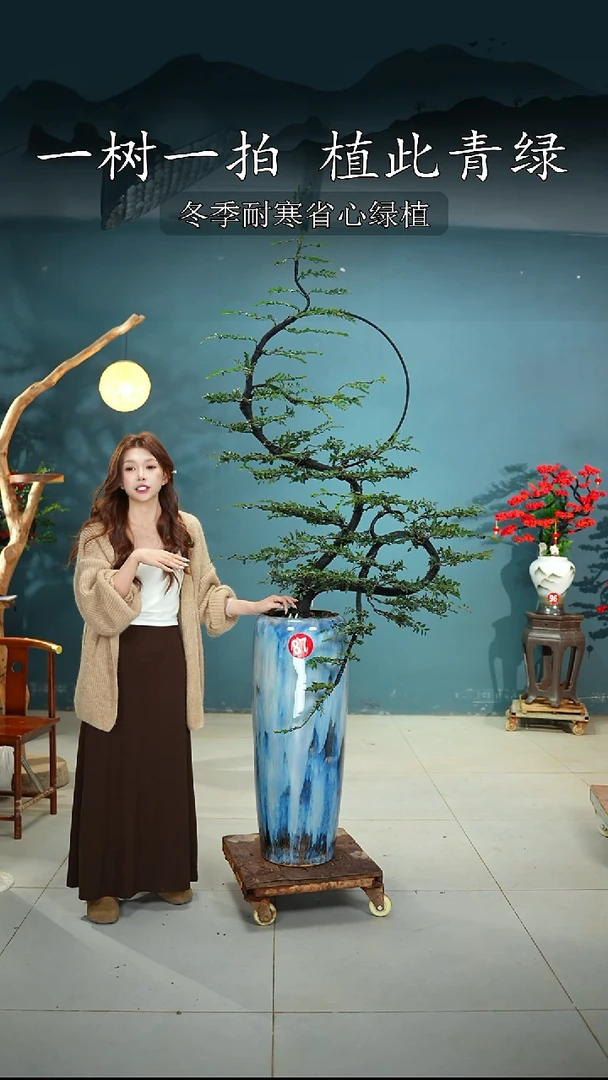 无花朵若**现广东小叶紫檀