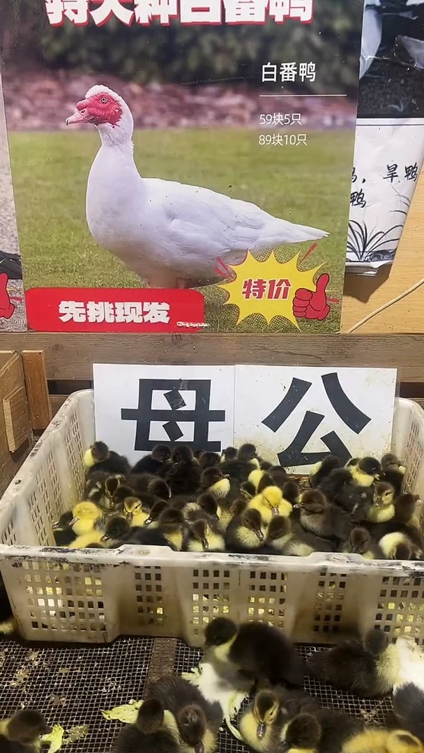 柯尔鸭3只白番鸭