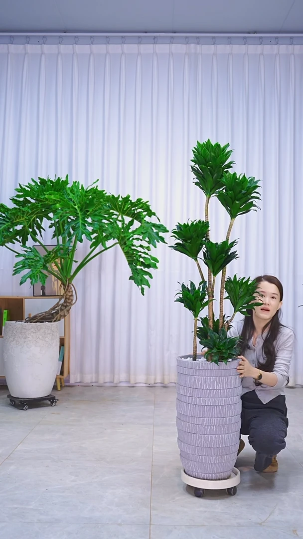 完全开放^****～太阳神