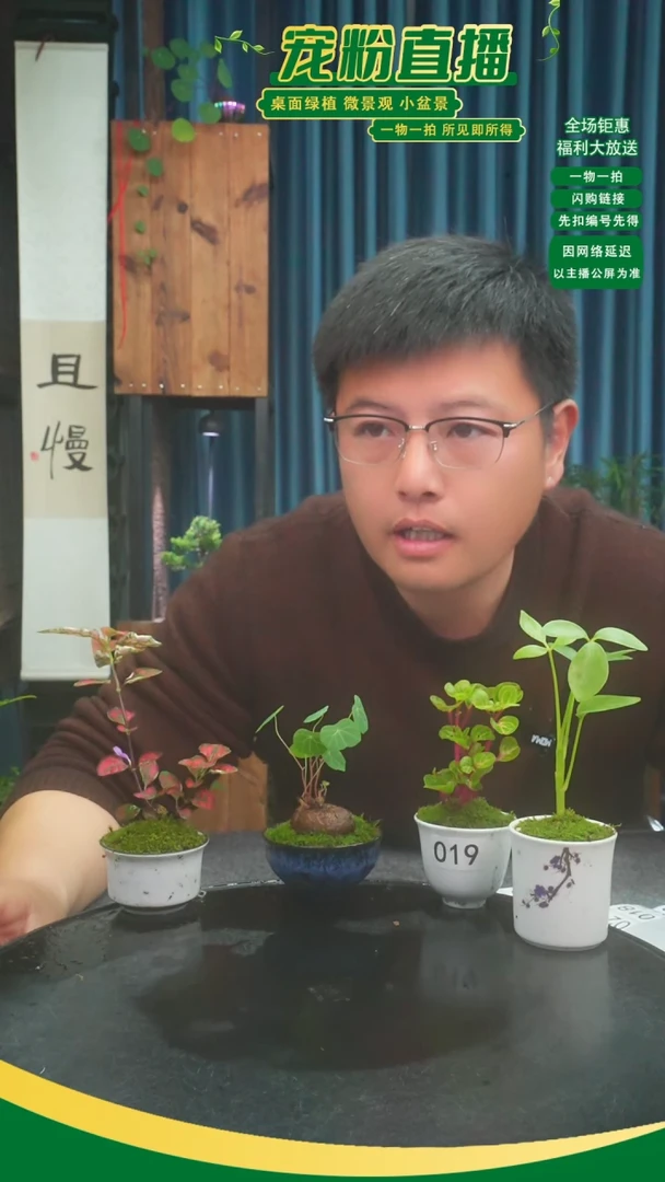 无花朵⑨***华苔藓微景观019号