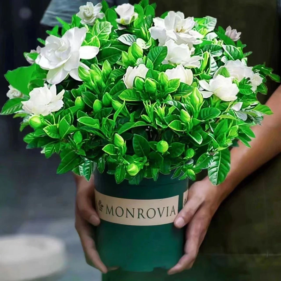 【带花苞】大盆栀子花室内绿植盆栽水培四季开花花卉大全除甲醛好