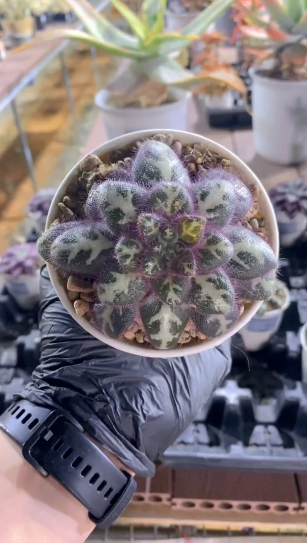 【闪购商品】中越红毛苦苣苔FB-1599