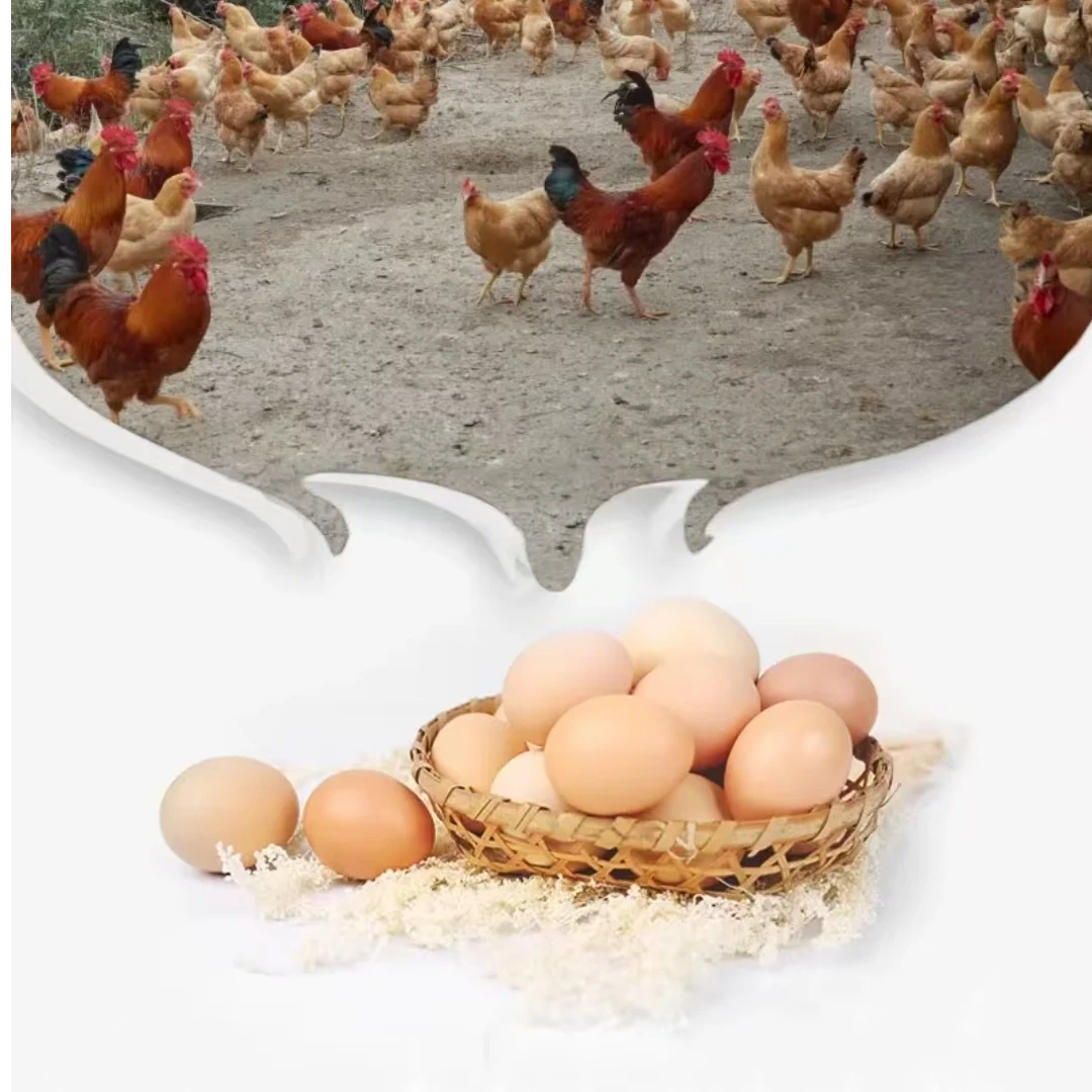 农家土鸡蛋散养鸡蛋【七姐走乡村】