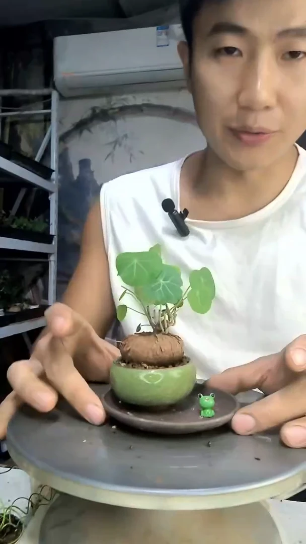 好**来中青园艺一物一拍124