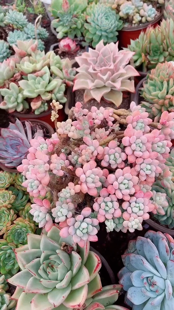 小***装07068多肉植物一物一拍
