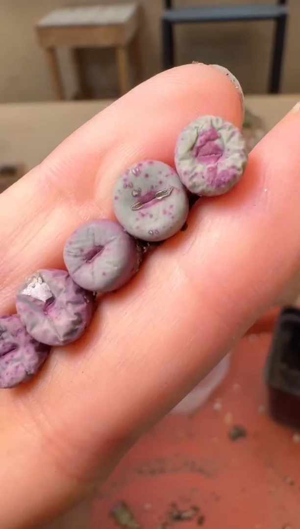 肉锥生石花10.10-124 1968a