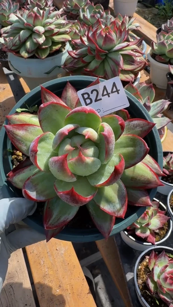 B244惊鸿仙子（裸根发货）
