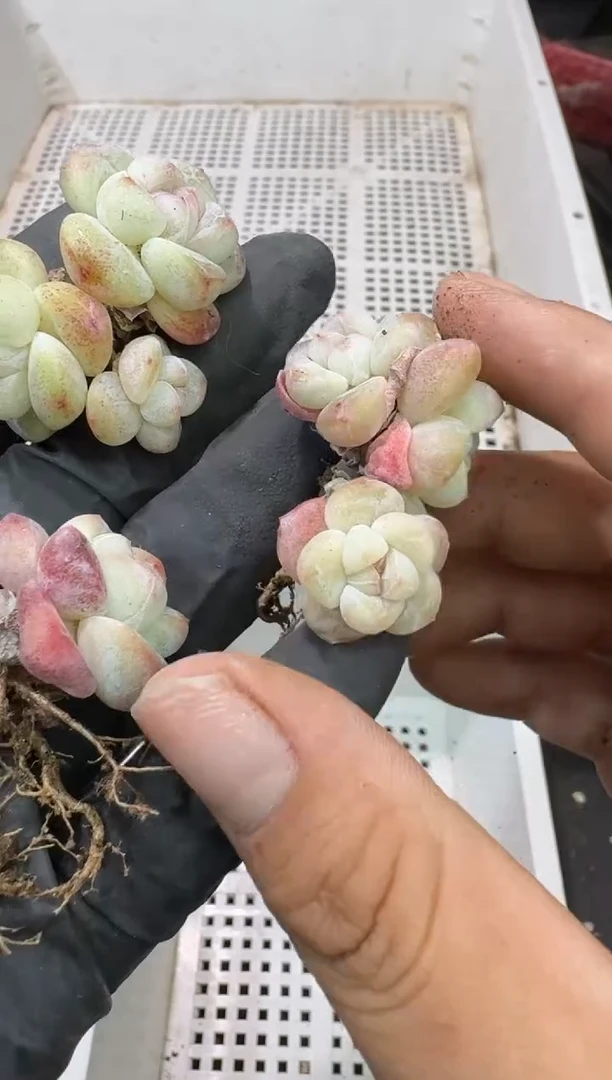 【闪购商品】40号到手1框-江北多肉