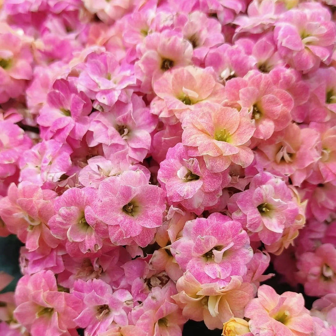 【彩虹糖】长寿花四季开花阳台盆栽大花重瓣花卉植物