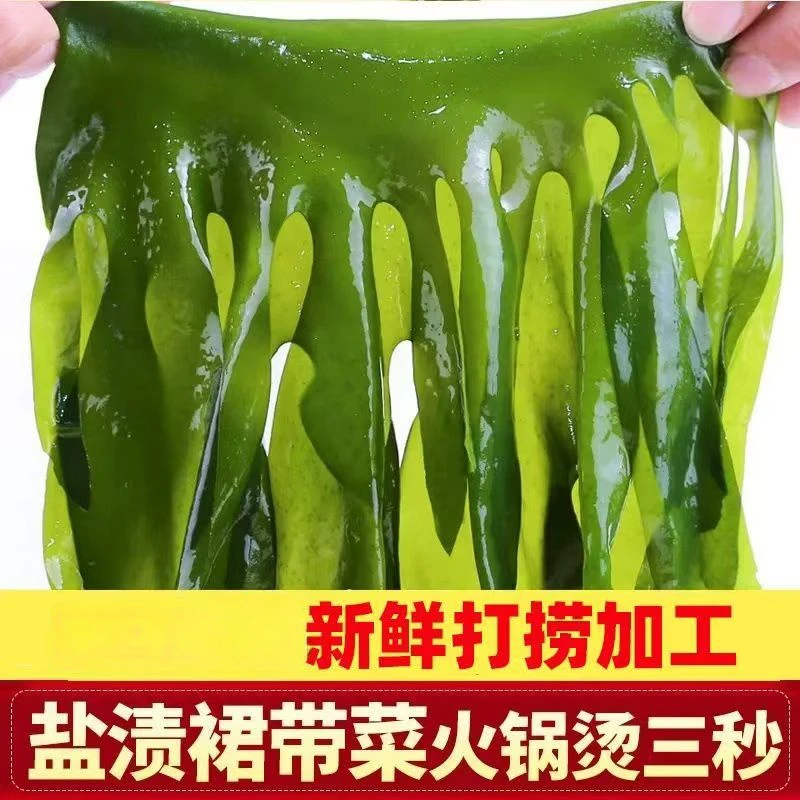 今年新菜 盐渍裙带菜少盐湿海货鲜嫩凉拌煲汤美味海带裙带
