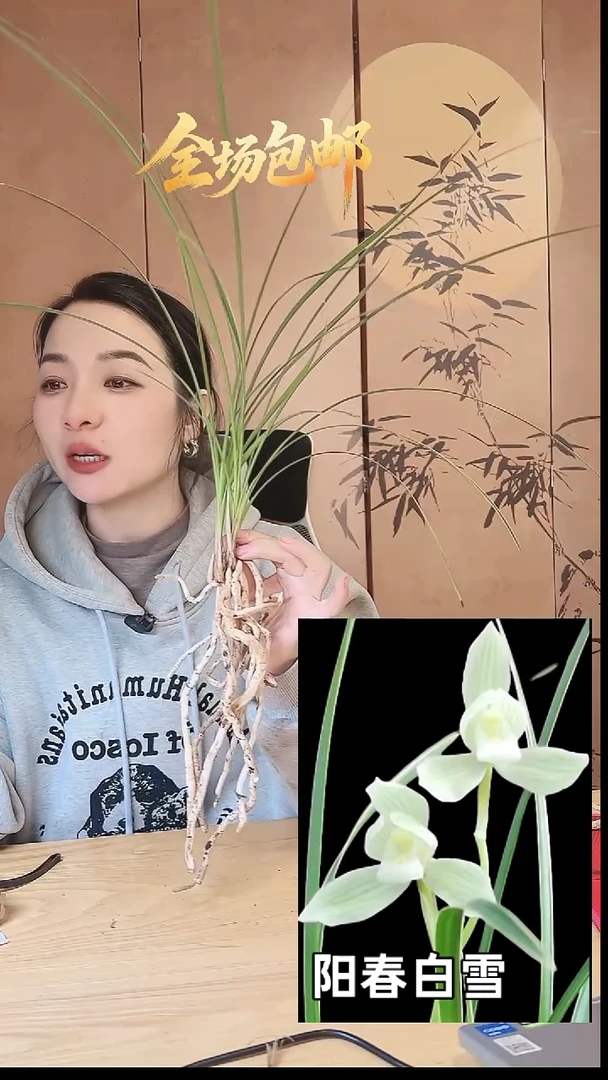 当前无花栽培后可以开花：阳春白雪