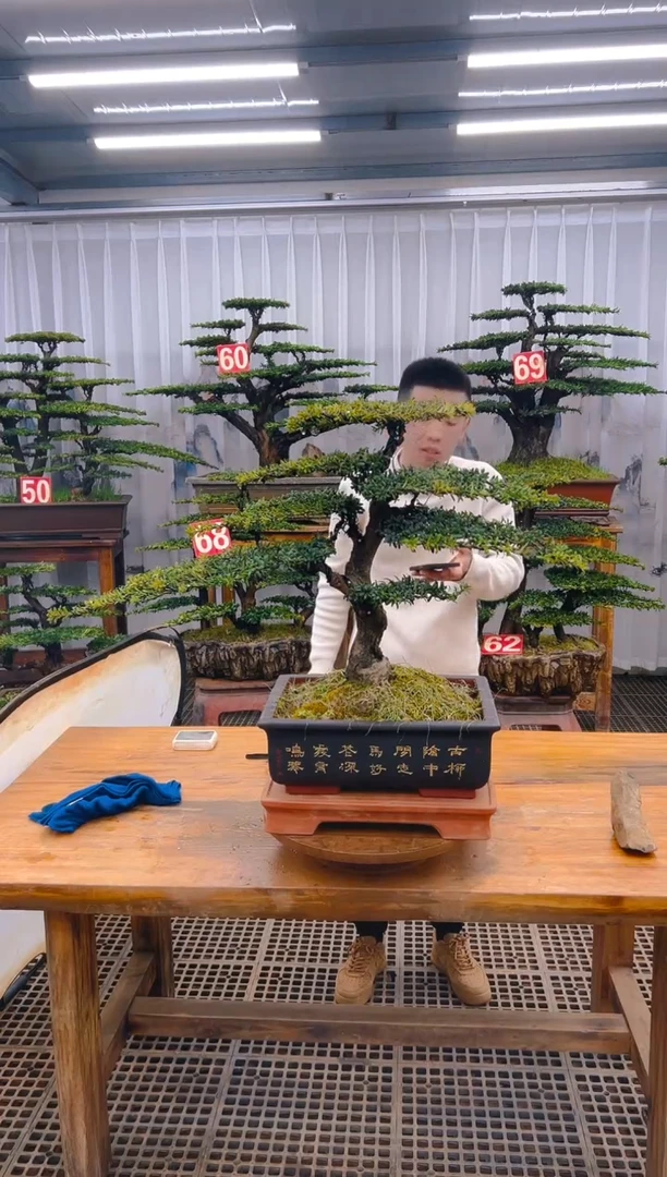 【闪购商品】紫砂精品盆景直播间一物一拍