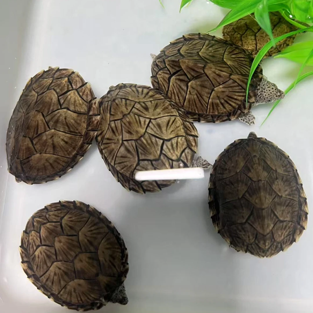 冷水剃刀龟一物一拍