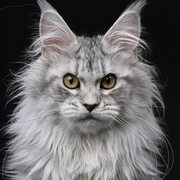 帅柒家的缅因猫 布偶猫  终身售后