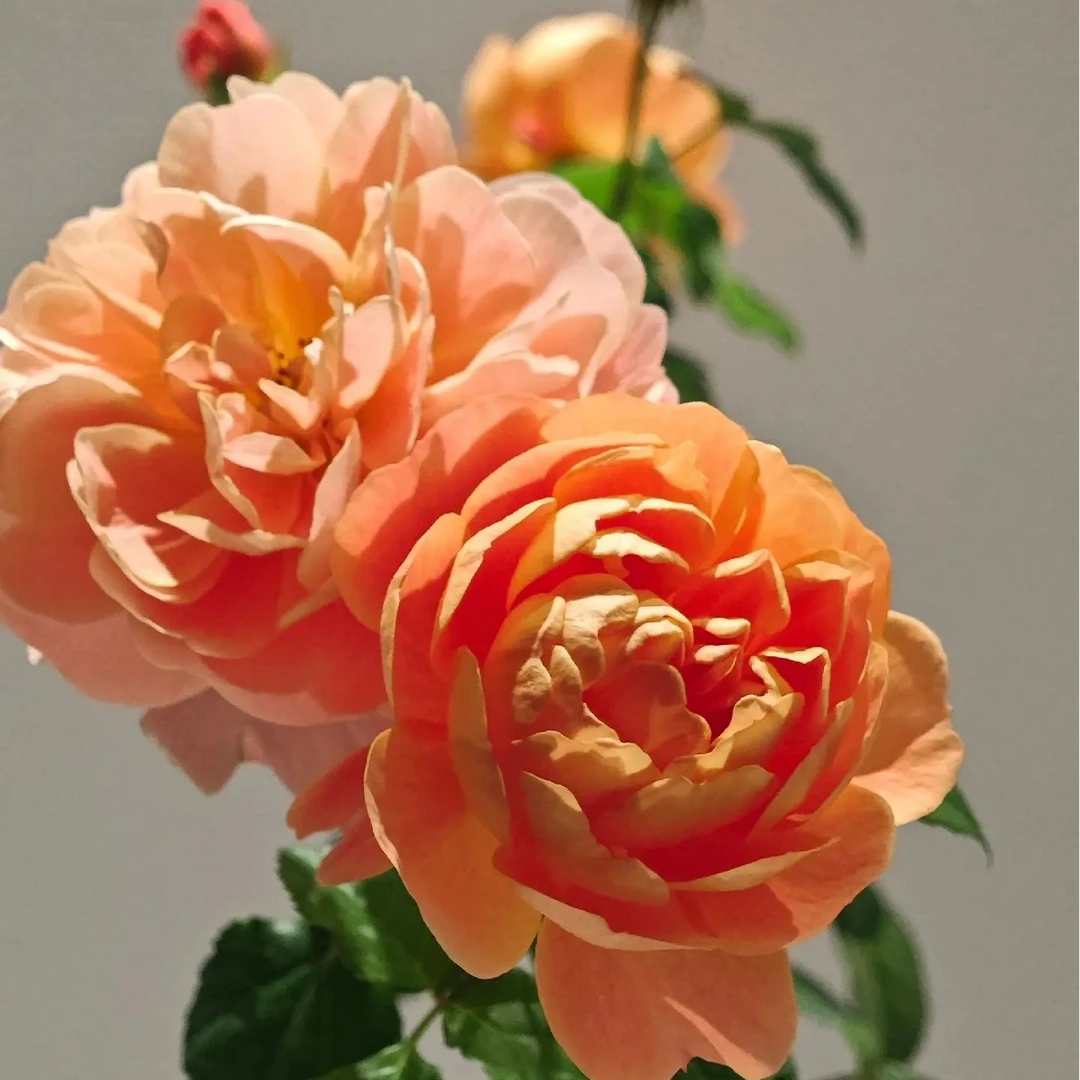 【果汁阳台月季】爆花微型四季开花阳台盆栽 勤花浓香抗病好养