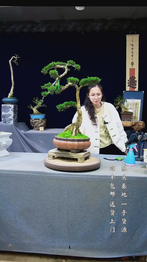 【闪购商品】雀舌黄杨盆景雀舌黄杨盆景