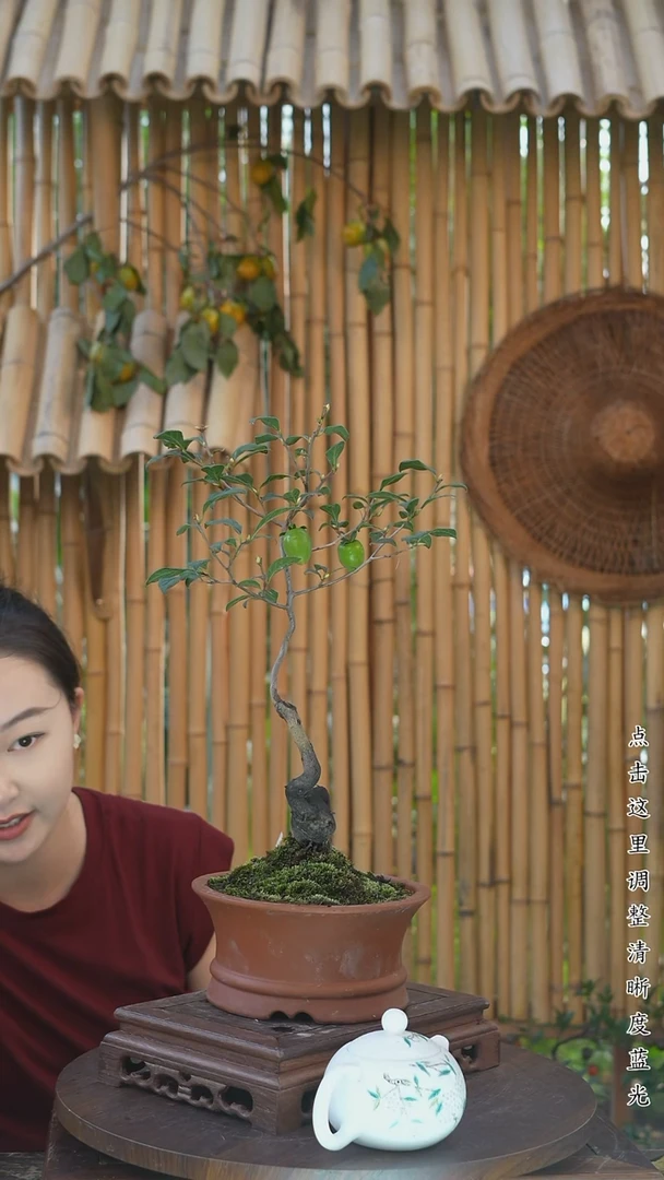 无花朵金弹子老桩盆景
