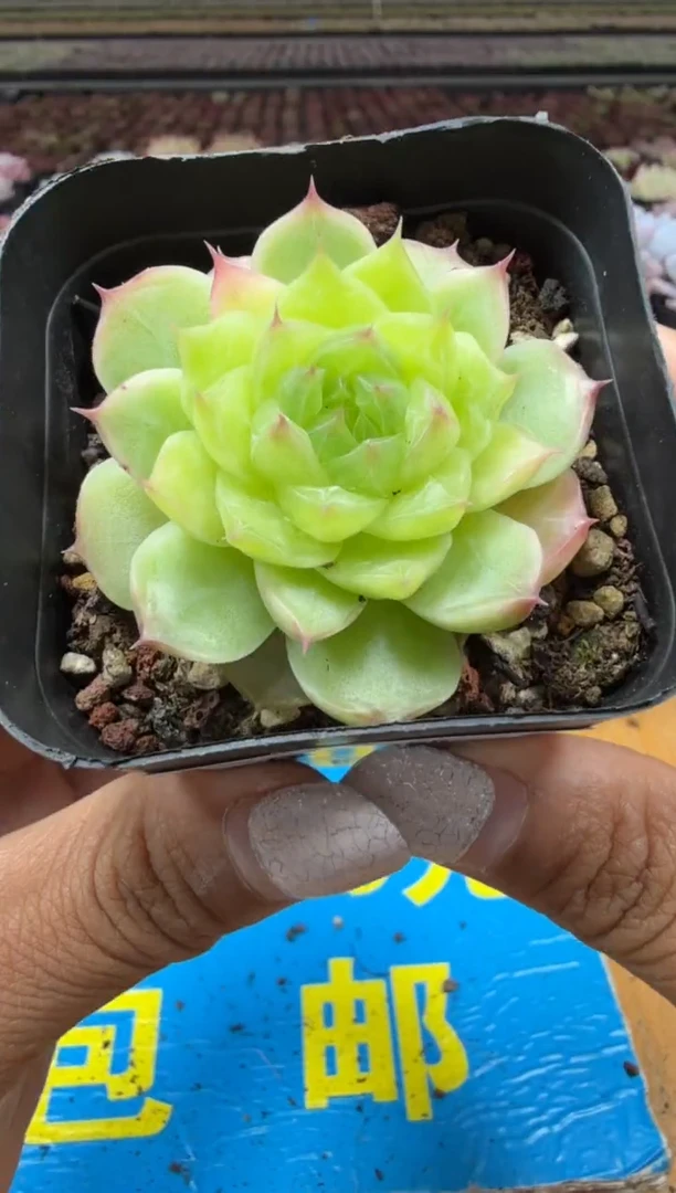 东云多肉园二店-255