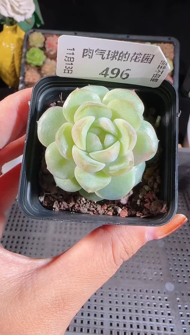 1113-496西江月群生不包整