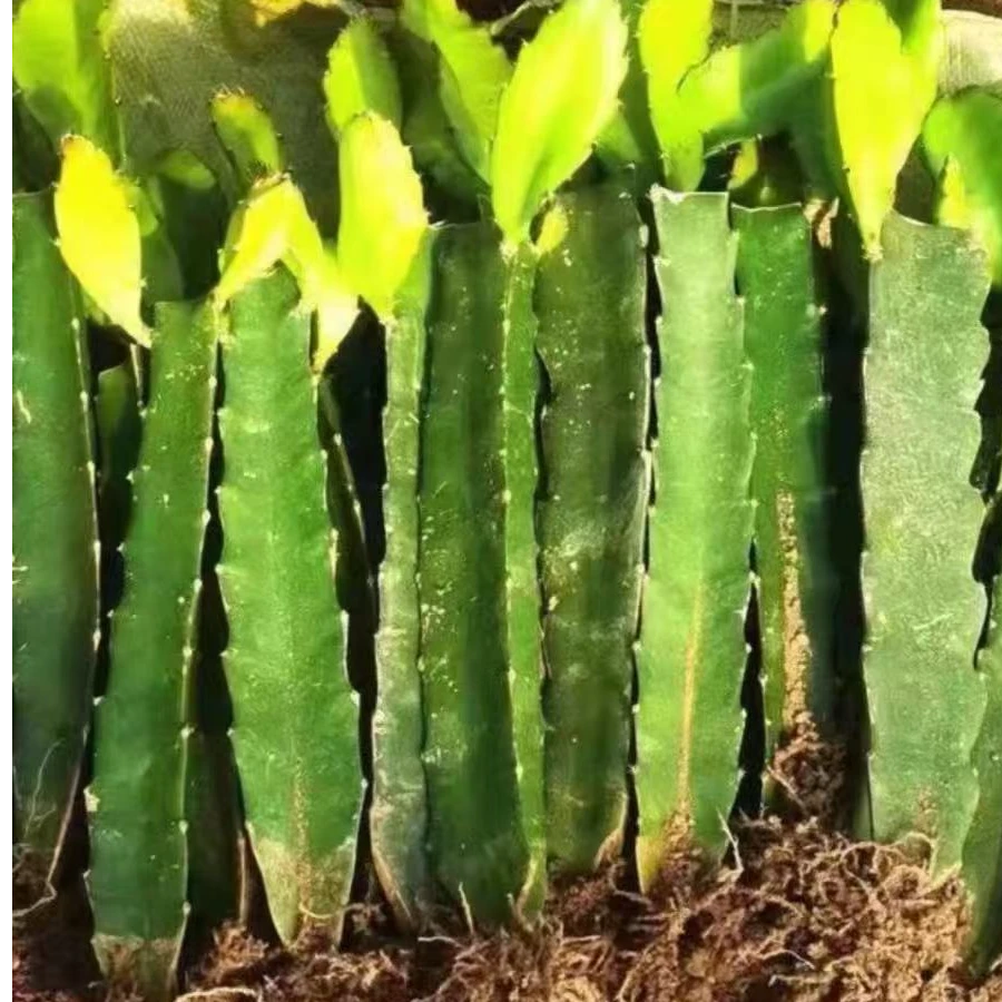 三角柱嫁接植物钻木仙人掌嫁接蟹爪兰令箭荷花 多肉植物科