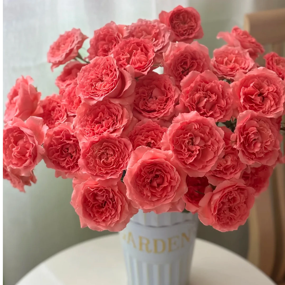 【珊瑚果冻】多头玫瑰开花橘红鲑鱼粉四季开花庭院阳台盆栽地栽