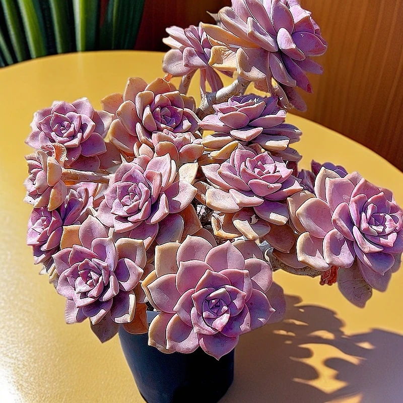 三岁家  紫乐【脱土发】全场任意两单包邮 多肉植物