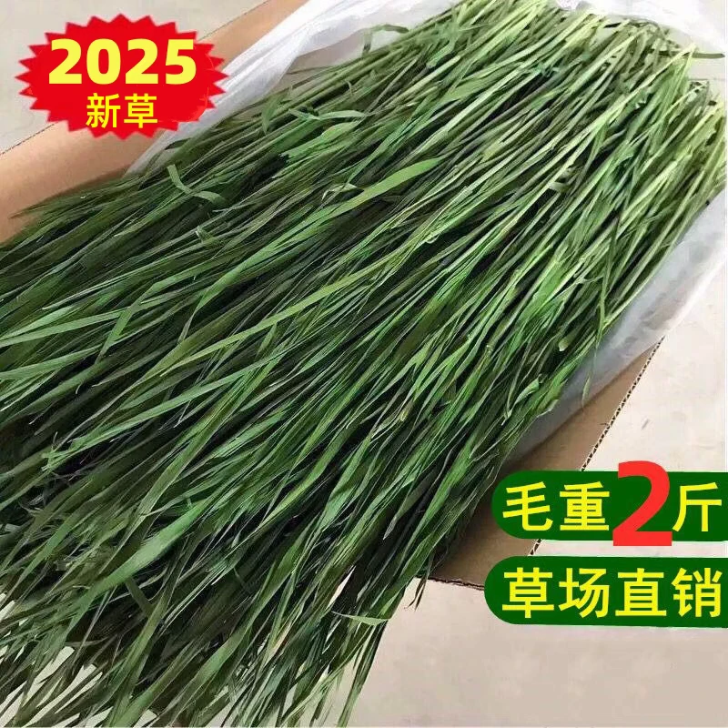 2025新烘干小麦草干草兔子草龙猫草荷兰猪豚鼠草牧草饲料粮食兔粮
