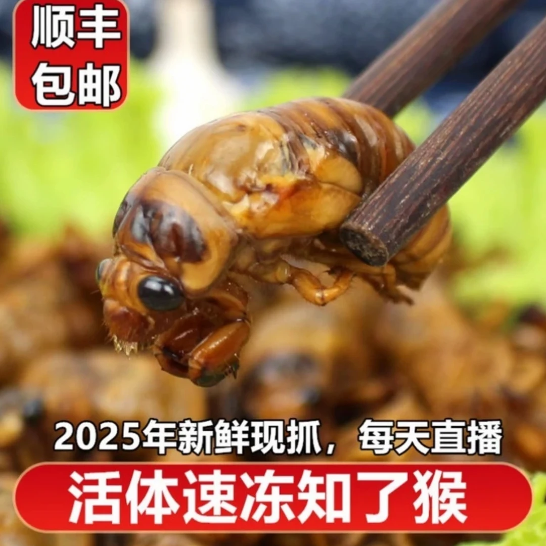 山东新鲜果树爬叉 金-蝉知了猴 烧烤油煎酥炸 锁鲜发货鲜香美味