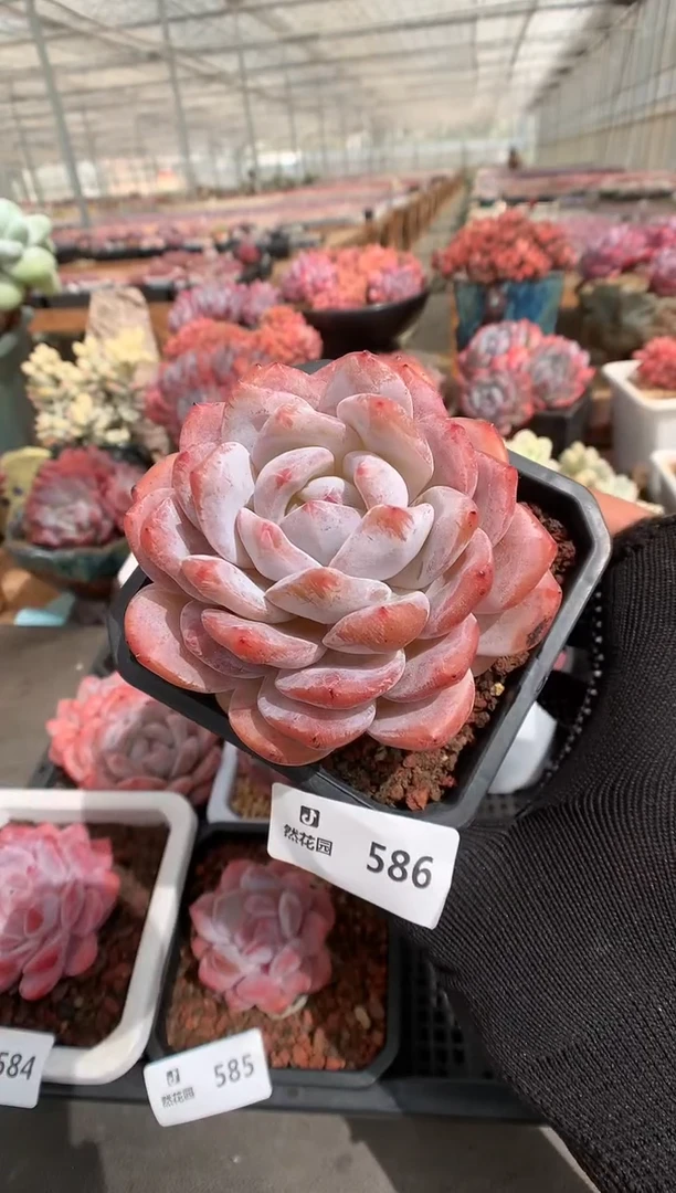 586梦露多肉植物