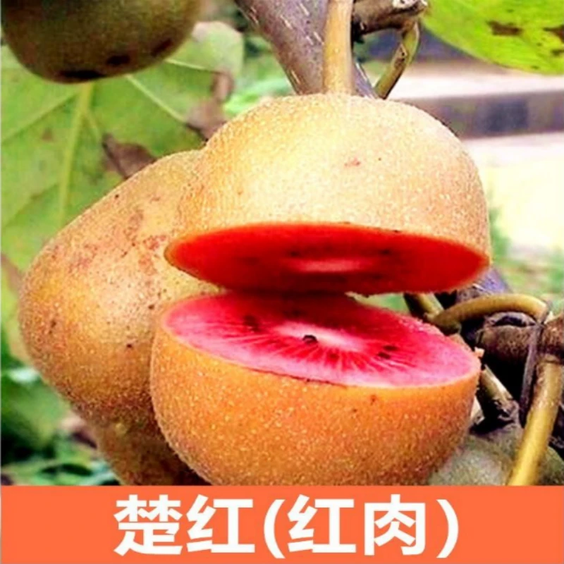 猕猴桃树果苗红心软枣猕猴桃苗徐香嫁接南北方种植庭院水果树果苗