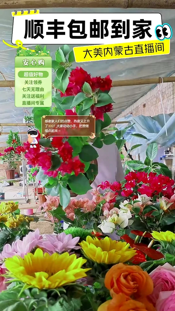 完全开放重瓣同安红三角梅