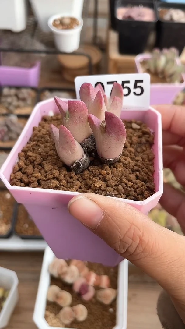 【闪购商品】9755直播一物一拍