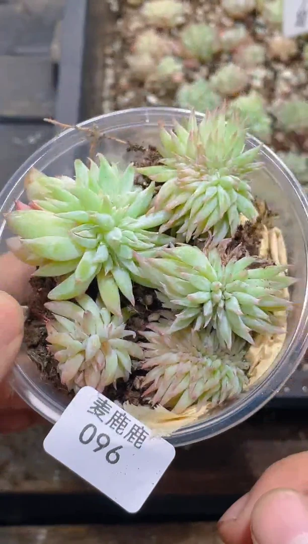 096白韵缀化       量拍