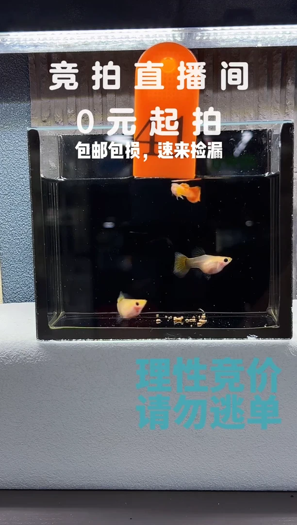 孔雀鱼皇家落日一公两母编号41