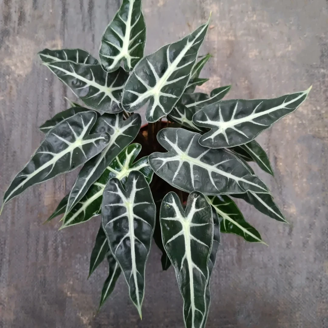 小仙女海芋土水培植物办公室内桌面北欧风绿植小盆栽净化空气