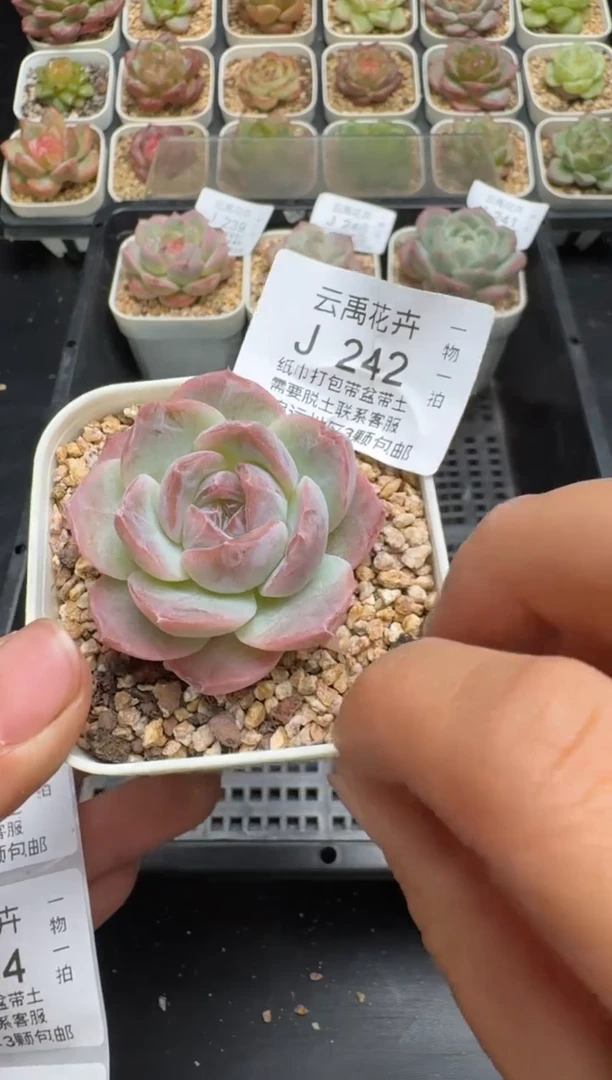 242J云禹多肉植物 带盆土纸巾打包 当天拍3颗包邮