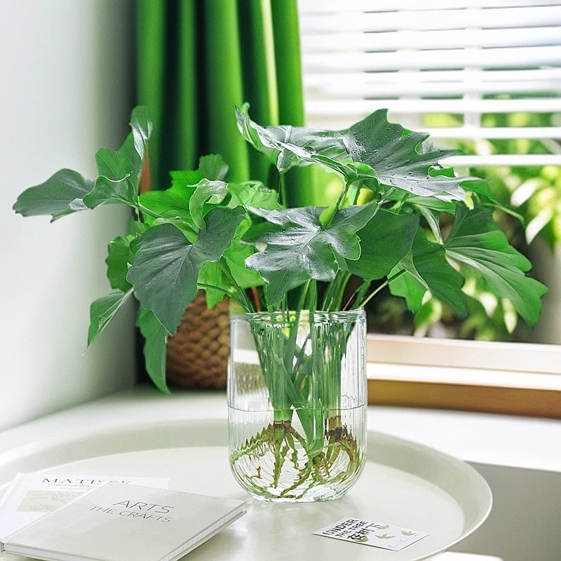 水培春羽两株苗U型玻璃瓶室内ins风好养办公桌绿植