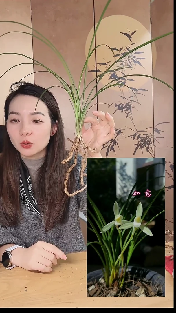 当前无花栽培后可以开花：如意