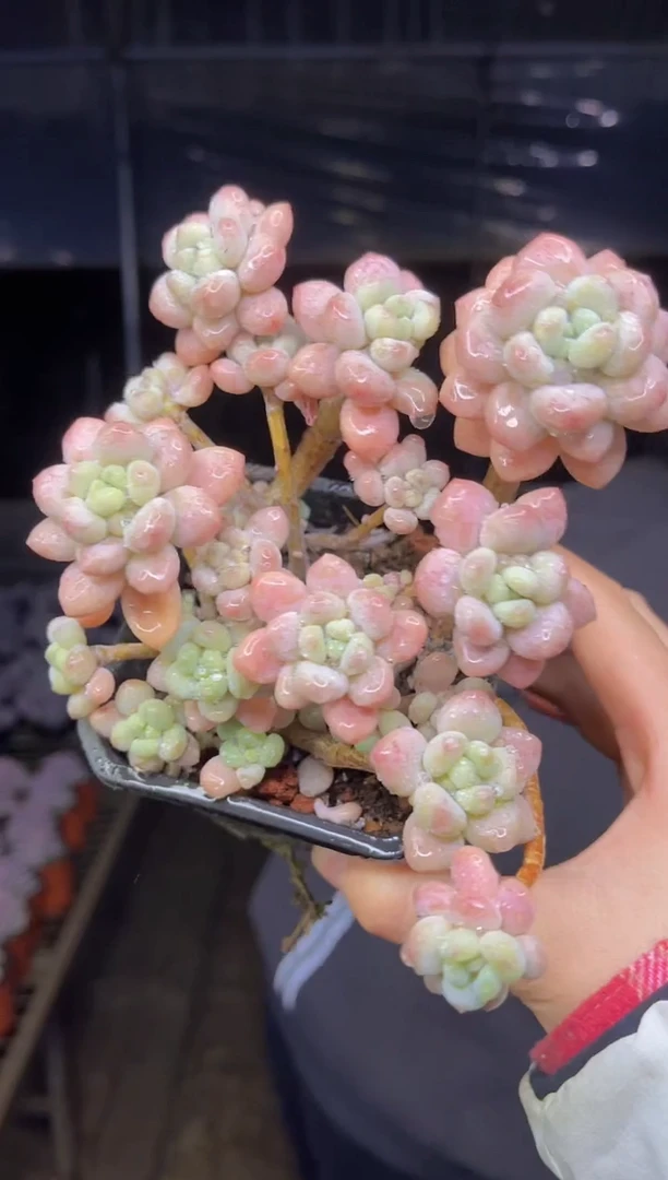 【闪购商品】34-全木质老桩洛可可带盆土5