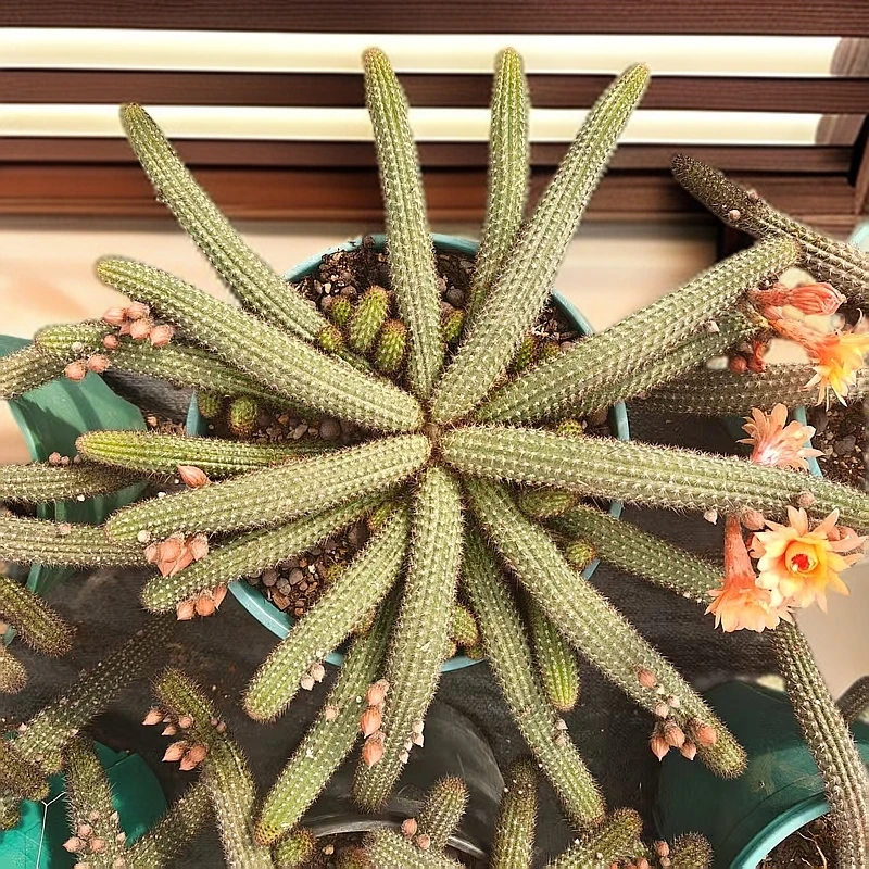 垂钓大金妞  新手必拍 好看好养 多肉植物云南发货