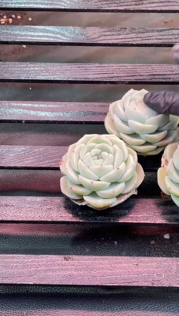 32-70 大白糯4-5厘米量拍发一颗