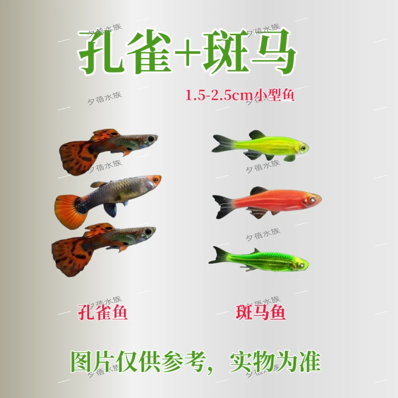 斑马鱼+孔雀鱼新手组合套餐淡水鱼