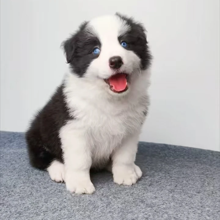 【星姚狗狗】边境牧羊犬（一物一拍）家庭宠物狗狗幼犬