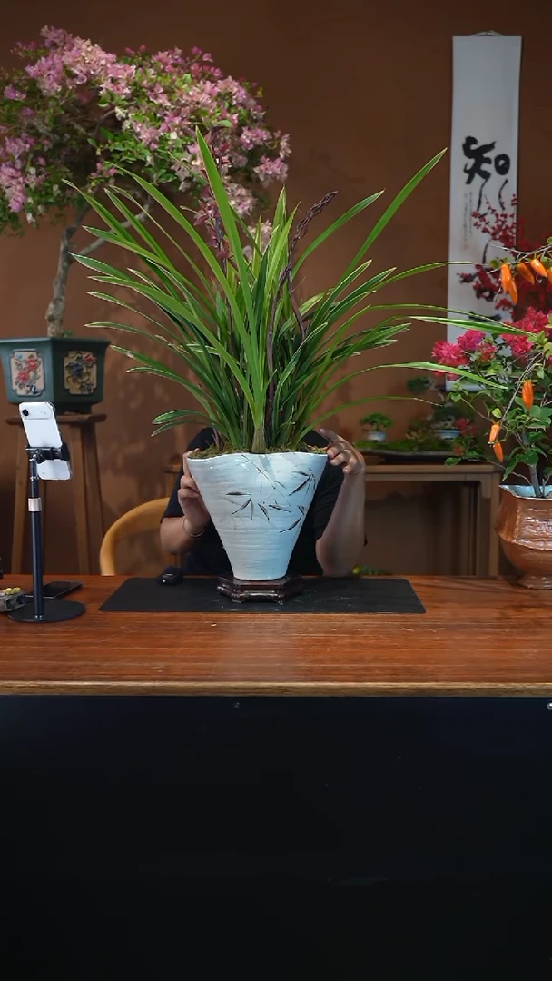 全部花朵西施盆景盆景盆景