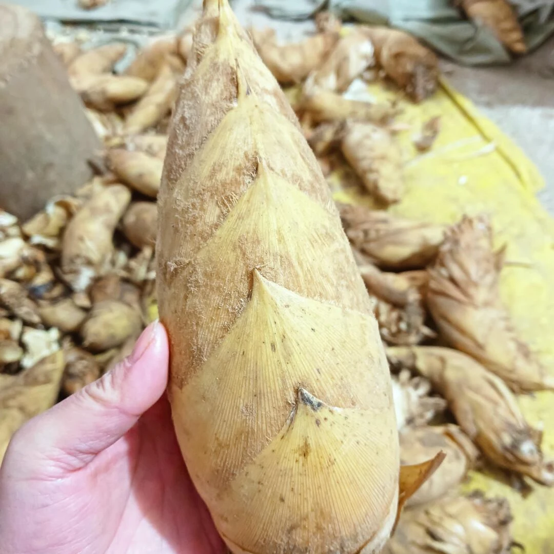 浙江临安新鲜现挖天目山冬笋3斤