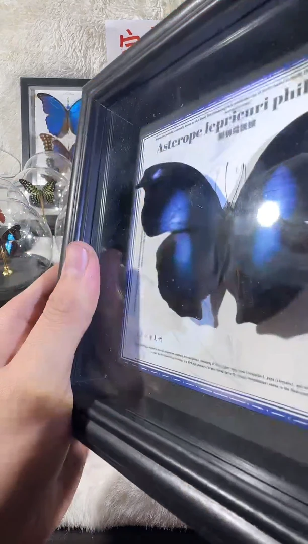 木爱情鸟蛱蝶新相框